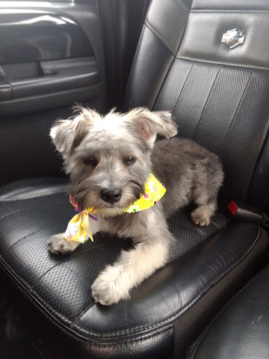 Kennel «All Creatures Great & Small», reviews and photos, 3632 James B White Hwy S, Whiteville, NC 28472, USA