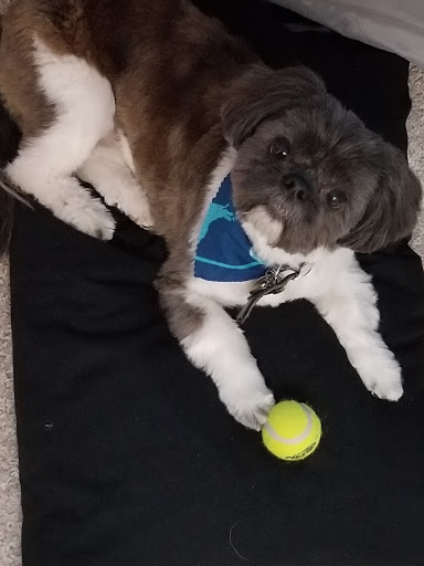 Pet Supply Store «PetSmart», reviews and photos, 5226 S College Rd, Wilmington, NC 28412, USA