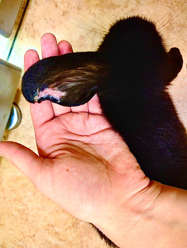 Pet Store «Pet Fair», reviews and photos, 1201 Lake Woodlands Dr, Spring, TX 77380, USA