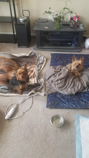 Pet Supply Store «Paw Dazzle Pet Bakery and Boutique», reviews and photos, 615 E Moss Mill Rd, Galloway, NJ 08205, USA