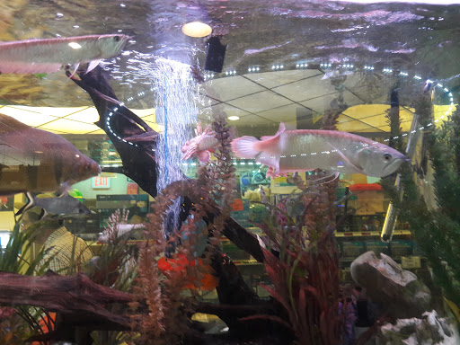 Pet Store «Fish-N-Pets Unlimited», reviews and photos, 11710 Bissonnet St, Houston, TX 77099, USA