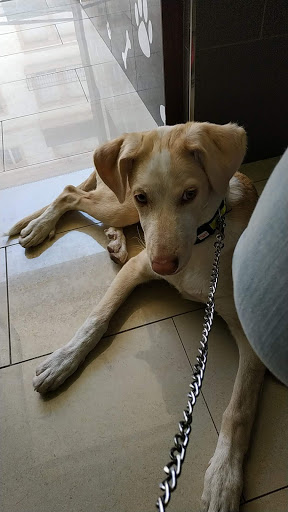 Clínica Veterinaria Kibu en Priego de Córdoba