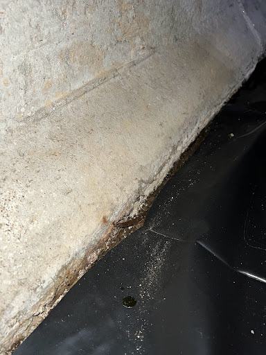 Pest Control Service «Redi-National Pest Eliminators», reviews and photos