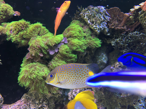 Tropical Fish Store «Nemo Aquarium», reviews and photos, 1560 Indian Trail Rd #106, Norcross, GA 30093, USA