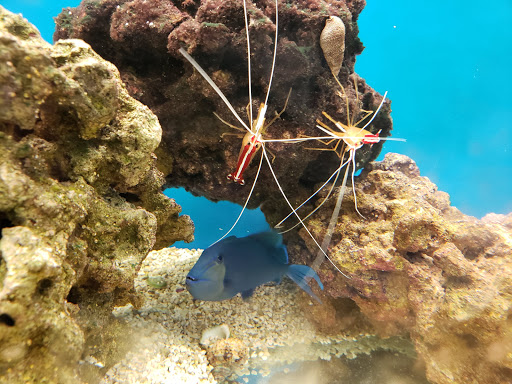 Pet Supply Store «Petco Animal Supplies», reviews and photos, 240 Upland Square Dr, Stowe, PA 19464, USA