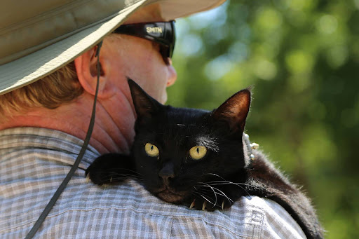 Thrift Store «Companion Animal Foundation», reviews and photos, 88 Sunnybrae Center, Arcata, CA 95521, USA