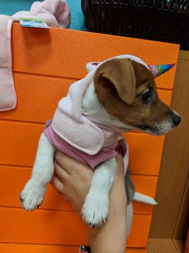 Pet Supply Store «PetSmart», reviews and photos, 3995 Welsh Rd, Willow Grove, PA 19090, USA