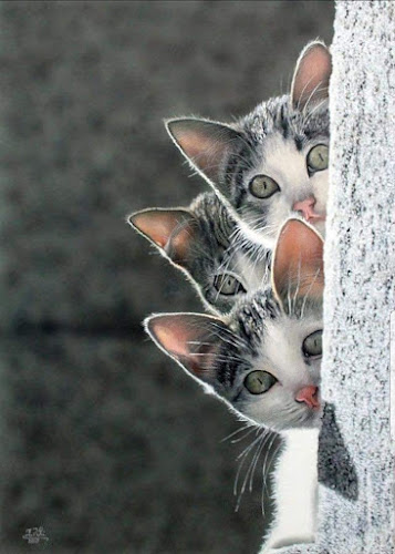 Opinii despre Clinique Vétérinaire Argos Bordeaux Caudéran în Bastide-Niel-Tustal - Vétérinaire