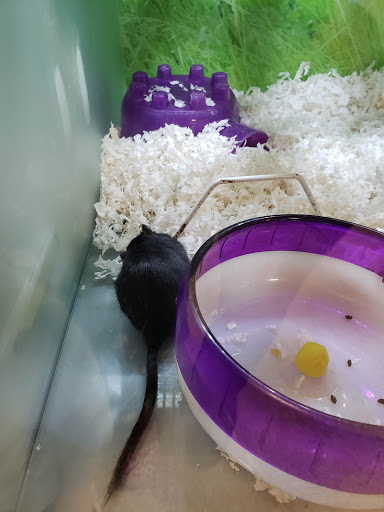 Pet Supply Store «PetSmart», reviews and photos, 9921 Pulaski Hwy, Baltimore, MD 21220, USA