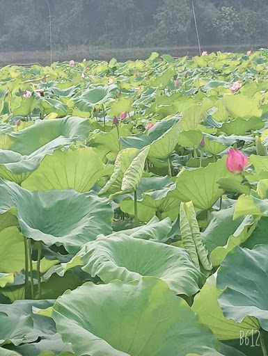 Đầm Vân Hội
