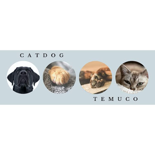 Catdog Temuco