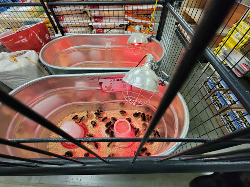 Home Improvement Store «Tractor Supply Co.», reviews and photos, 5940 New Jesup Hwy, Brunswick, GA 31523, USA