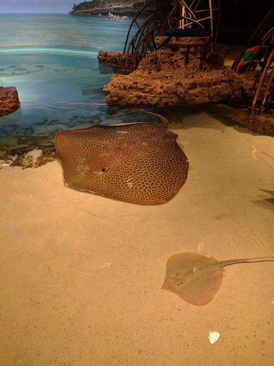 Aquarium «New England Aquarium», reviews and photos, 1 Central Wharf, Boston, MA 02110, USA