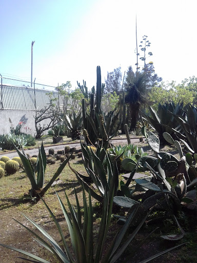 Aeromexico Botanical Garden