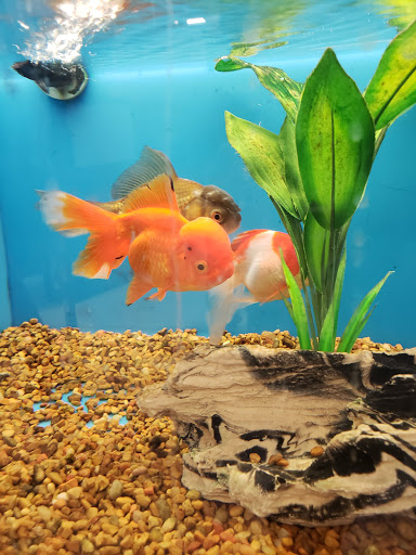 Pet Supply Store «PetSmart», reviews and photos, 1421 Carl D Silver Parkway, Fredericksburg, VA 22401, USA