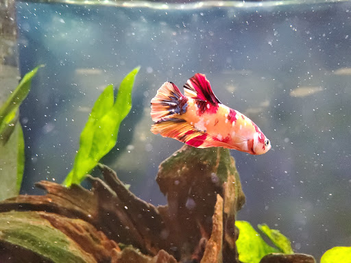 Tropical Fish Store «Aquatic Dog», reviews and photos, 7429 E Iliff Ave, Denver, CO 80231, USA