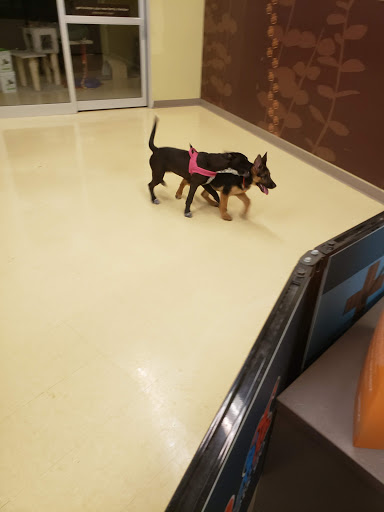 Pet Supply Store «Petco Animal Supplies», reviews and photos, 2435 N Hwy 67, Florissant, MO 63033, USA