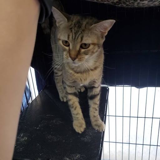 Pet Supply Store «North Tampa PET DEPOT», reviews and photos, 16033 Tampa Palms Blvd W, Tampa, FL 33647, USA