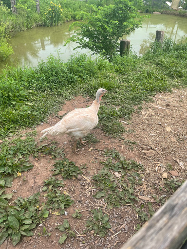 Winery «Rocklands Farm», reviews and photos, 14525 Montevideo Rd, Poolesville, MD 20837, USA