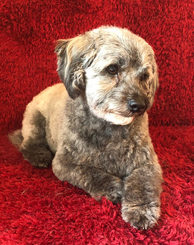 Reviews of Waggamuffins Dog groomers in Masterton - Other