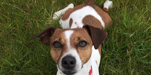 Rathmore Boarding Kennels