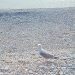 Photo n°2 de l'avis de ouahida.A fait le 22/03/2022 à 17:34 sur le  Il Brigantino à Ventimiglia