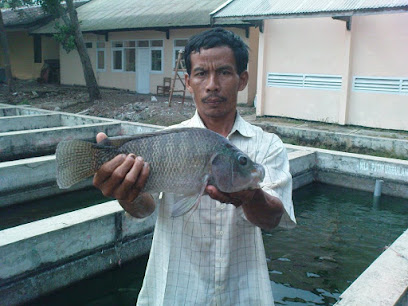 Bibit Ikan Nila Pasuruan