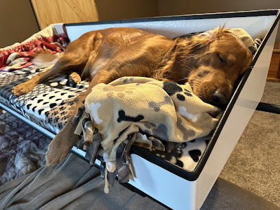 Doggy Bunk Bed