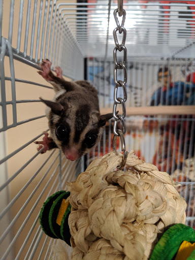 Pet Store «A Family Pet Center», reviews and photos, 6230 N Lockwood Ridge Rd, Sarasota, FL 34243, USA