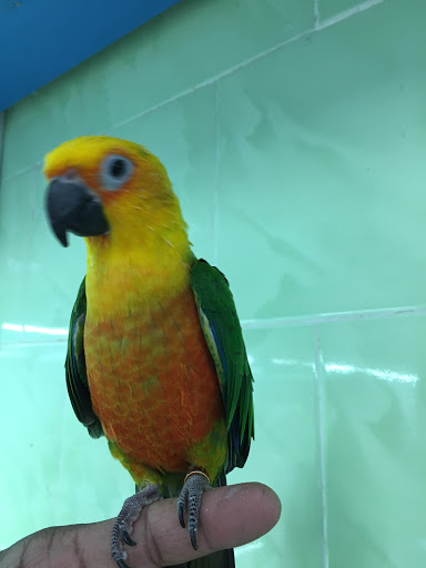 Pet Store «Tropical Pets Inc.», reviews and photos, 37-65 103rd St, Corona, NY 11368, USA