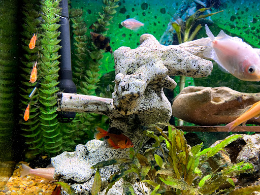 Pet Supply Store «Tropical World Pets», reviews and photos, 8444 Watson Rd, Webster Groves, MO 63119, USA