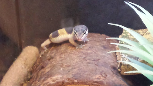 Pet Supply Store «PetSmart», reviews and photos, 4180 US-1, Monmouth Junction, NJ 08852, USA