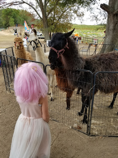 Tourist Attraction «Mitcham Farm», reviews and photos, 797 W Macedonia Church Rd, Oxford, GA 30054, USA