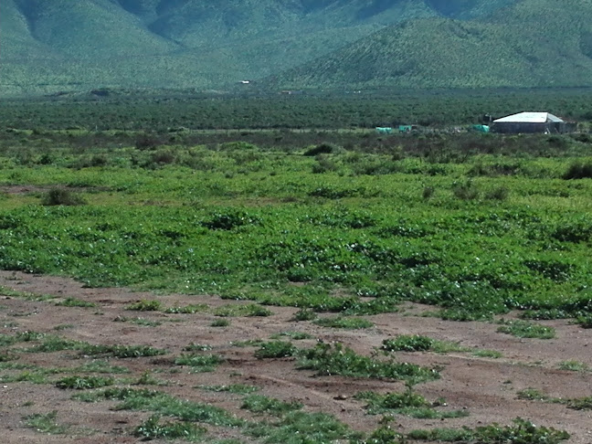 Opinii despre iglesia san lorenzo în Andacollo - Museo