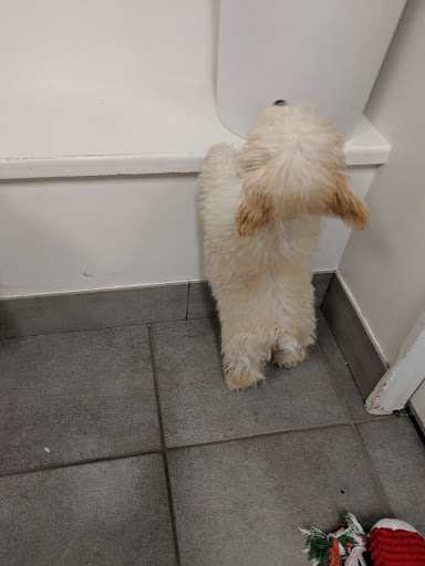 Pet Store «Just Puppies Inc», reviews and photos, 2004 Veirs Mill Rd, Rockville, MD 20851, USA