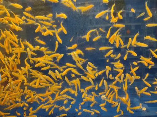 Pet Supply Store «PetSmart», reviews and photos, 161 Market St, Winchester, VA 22603, USA