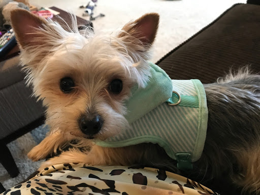 Pet Supply Store «Petco Animal Supplies», reviews and photos, 19 Shining Willow Way, La Plata, MD 20646, USA