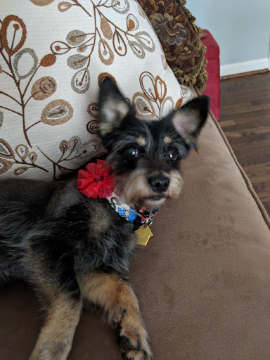 Pet Supply Store «Mom & Pups Inc», reviews and photos, 800 Whitlock Ave NW #104, Marietta, GA 30064, USA