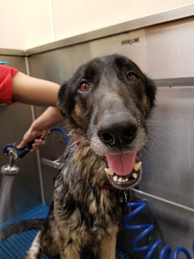 Pet Supply Store «Pet Supplies Plus», reviews and photos, 2250 N Rock Rd Ste. 110, Wichita, KS 67226, USA