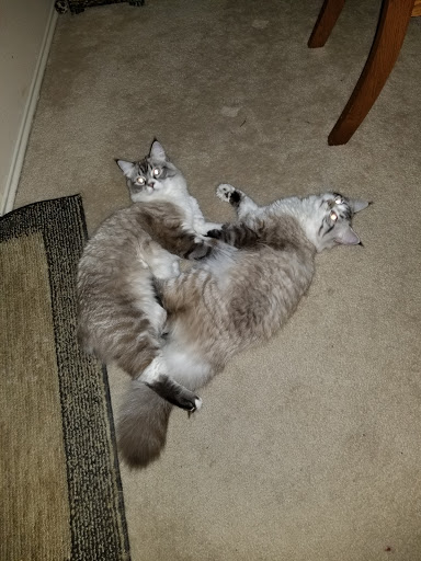 Pet Supply Store «Pet Supplies Plus», reviews and photos, 15034 San Pedro Ave Suite A, San Antonio, TX 78232, USA