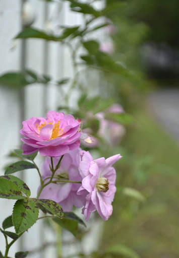 Top 6 cửa hàng afamily Quận Hồng Bàng Hải Phòng 2022