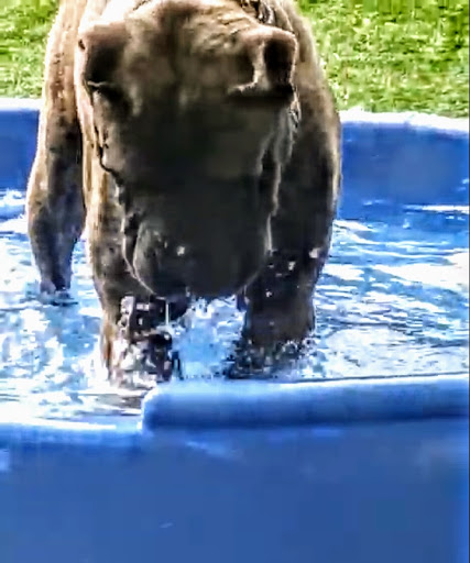 Pet Supply Store «Pet Supplies Plus», reviews and photos, 227 W Merrick Rd, Valley Stream, NY 11580, USA