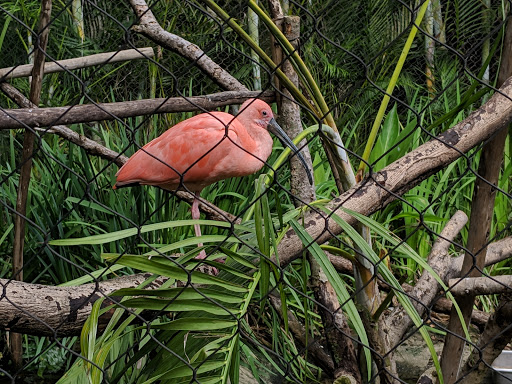 Zoo «Palm Beach Zoo & Conservation Society», reviews and photos, 1301 Summit Blvd, West Palm Beach, FL 33405, USA