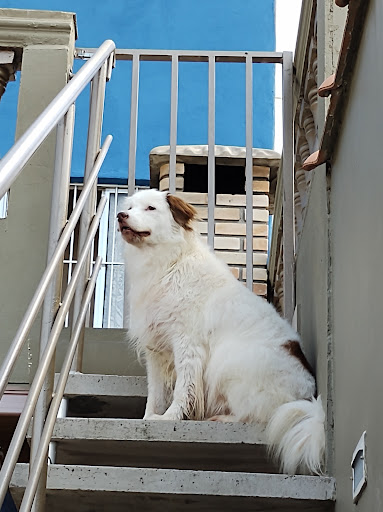 Pet Shop Dog Care em São Paulo - SP