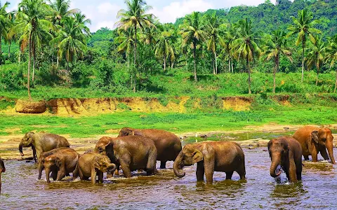 Elephant Bathing Site image