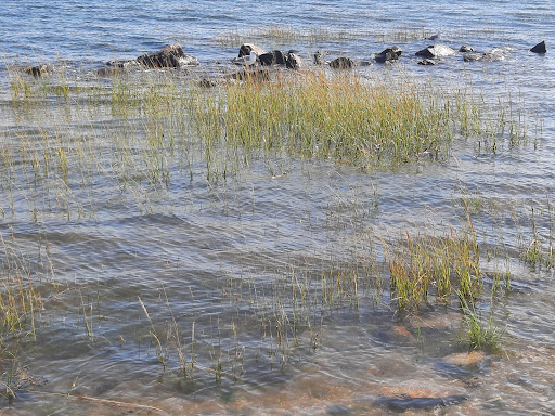 State Park «Silver Sands State Park», reviews and photos, 1 Silver Sands Park Way, Milford, CT 06460, USA