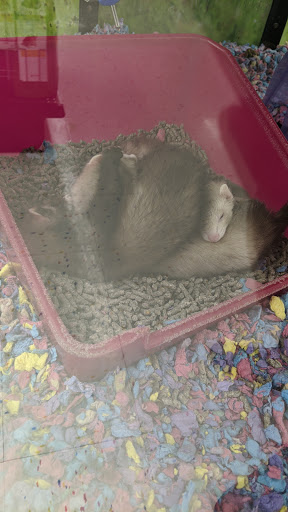 Pet Supply Store «Petco Animal Supplies», reviews and photos, 6137 Mid Rivers Mall Dr, St Charles, MO 63304, USA