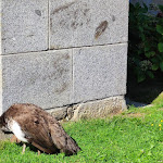 Photo n° 46 de l'avis de Magali.A fait le 29/08/2022 à 10:11 pour Le Parc du Château de Chantore à Bacilly