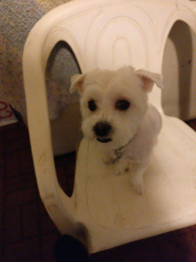 Pet Supply Store «Petco», reviews and photos, 1851 Sunrise Hwy, Bay Shore, NY 11706, USA