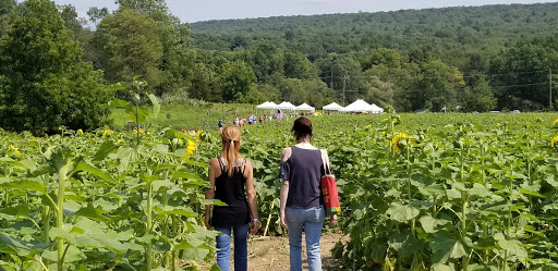 Tourist Attraction «Sussex County Sunflower Maze», reviews and photos, 101 Co Rd 645, Sandyston, NJ 07826, USA
